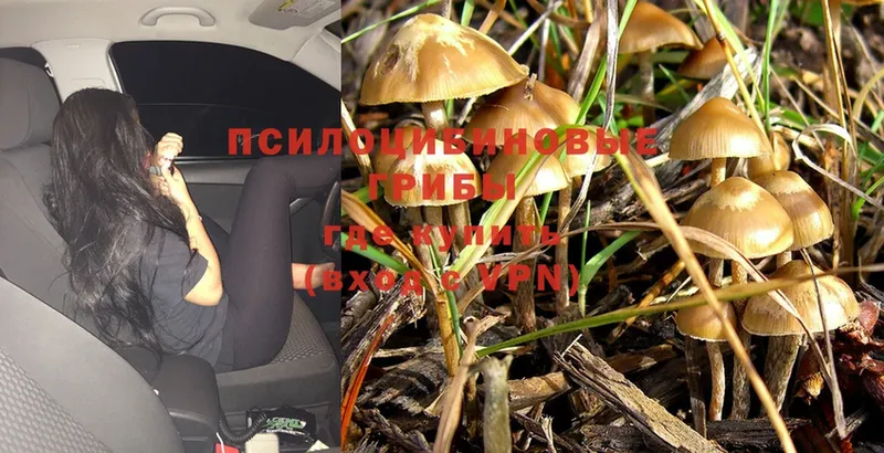 продажа наркотиков  Зерноград  Галлюциногенные грибы Psilocybe 